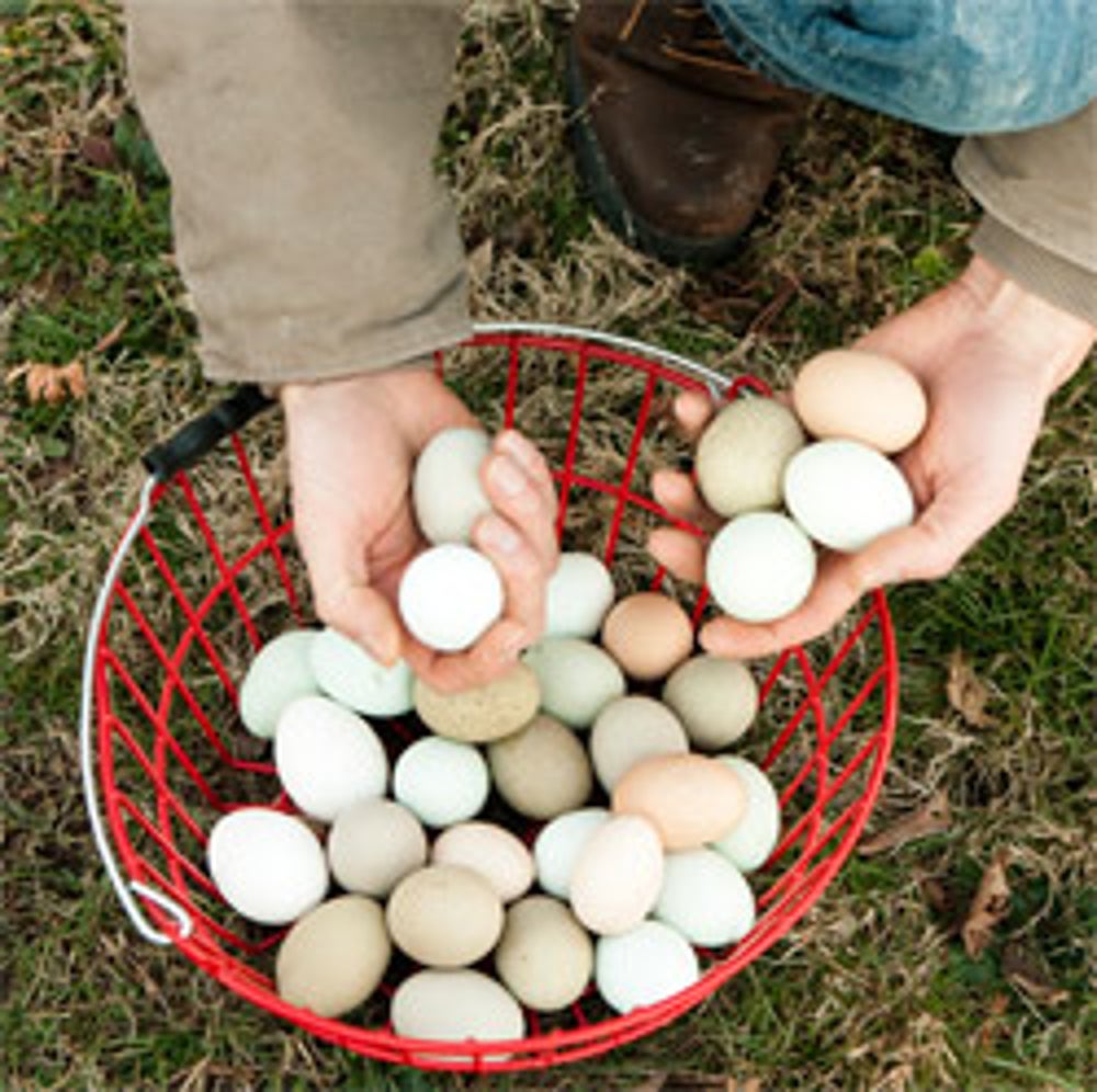 How Mail Order Chickens Became A Multimillion Dollar Venture