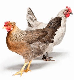 My Pet Chicken