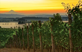 Wine Success Stories Out of Oregon