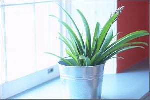 Interior Landscaping Service