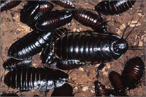 Pest Control