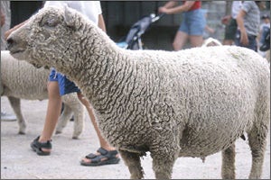 Petting Zoo