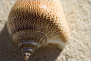 Seashell Jewelry