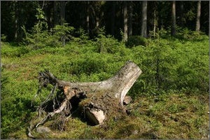 Tree Trimming And Removal Services
