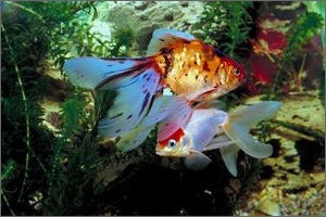 Tropical Fish and Aquarium Rentals