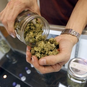 Marijuana Workers Now Outnumber Bakers and Other Common Careers