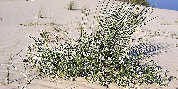 Could This Plant Shake Up the Biofuel Industry?