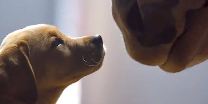 Budweiser's Puppies Win the Super Bowl Commercial Game