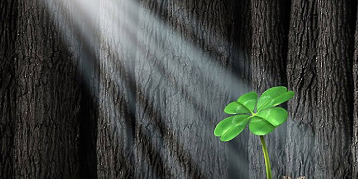 5 Tips for Finding the Perfect Franchise