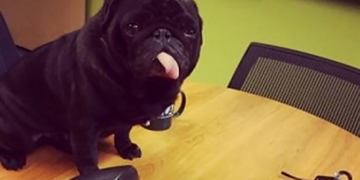 Send Us Photos of Your Office Pet
