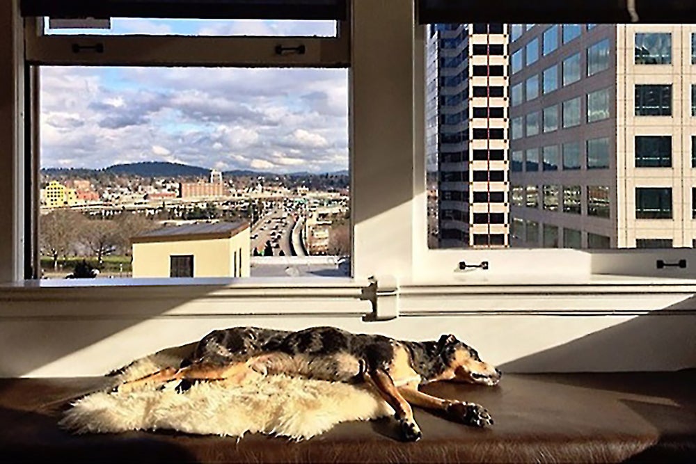 Do Pets Make the Best Co-Workers?