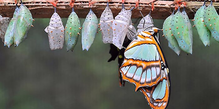 How to Be Successful by Embracing Change