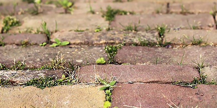 Why I Sold My Independent Landscaping Business and Opened a Franchise