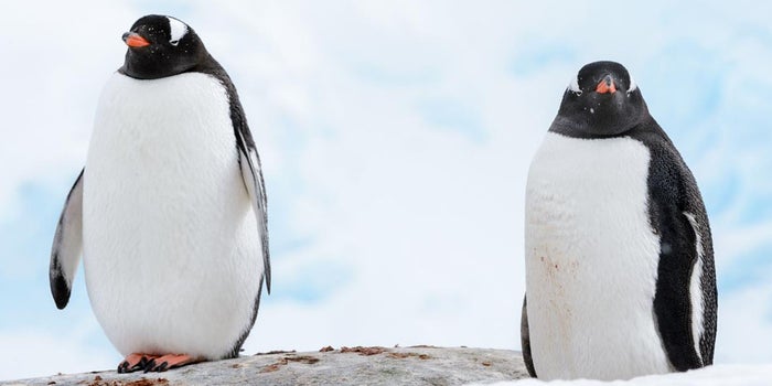 What You Need to Know About Google's Penguin 3.0