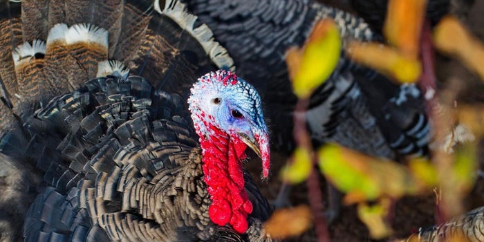 The Woman Who Sells Thanksgiving