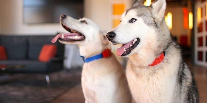 Here's a Dog Collar That Lets Humans Train Man's Best Friend From Anywhere