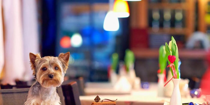 Because Running a Business Is 'Ruff': 5 Lessons From Entrepreneurs in the Pet Industry
