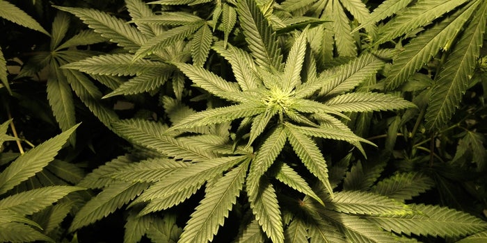 5 Things to Know Before You Interview With a Cannabis Company
