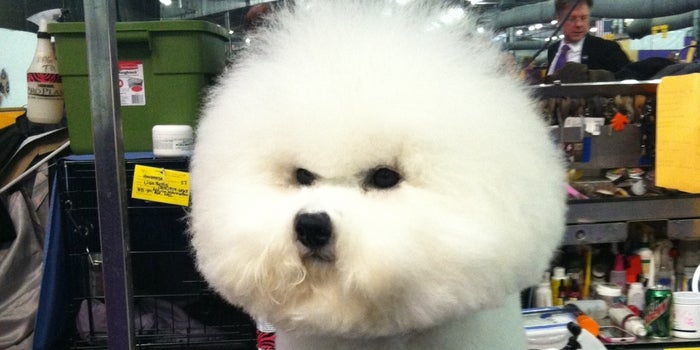 7 Lessons in Leadership From the Dogs of the Westminster Dog Show