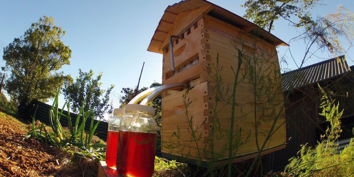 Beekeeper Invention Sets Record for Most Money Raised on Indiegogo