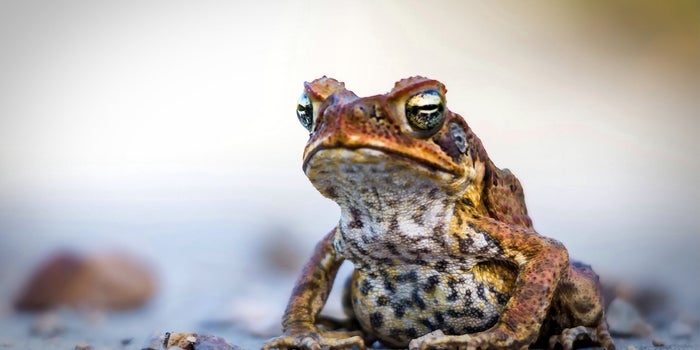 Don't Be a Networking Frog