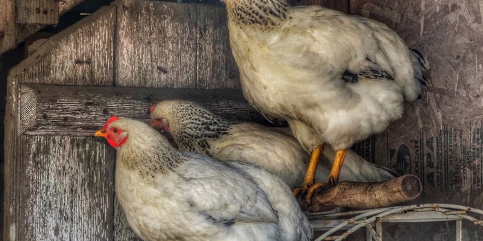 Iowa's Massive Bird Flu Outbreak Prompts Mexico to Ban Imported Poultry, Eggs