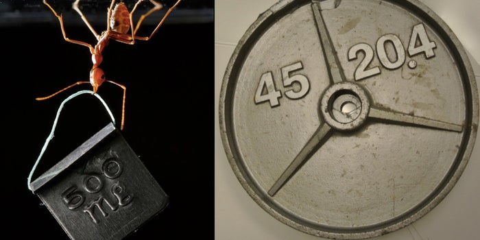 These Tiny Robots Have Superhero Strength (VIDEO)