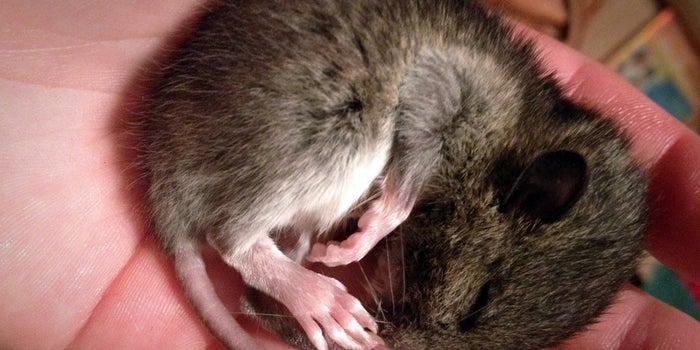 New Study Finds Rats May Plan for the Future While Dreaming