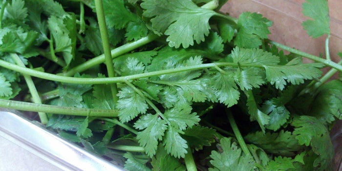 FDA Bans Some Cilantro Imports After Finding Feces and Toilet Paper in Fields