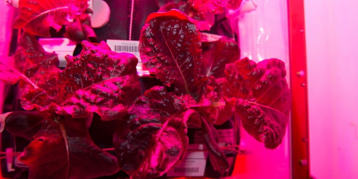 For the First Time Ever, NASA Astronauts Eat Vegetables Grown in Space