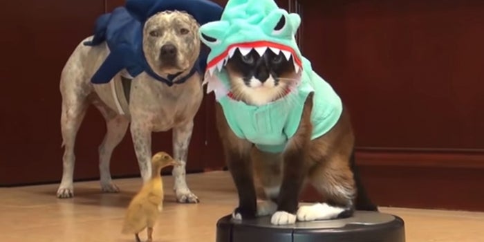 10 Times Animals Were Hilariously Mystified by Modern Technology