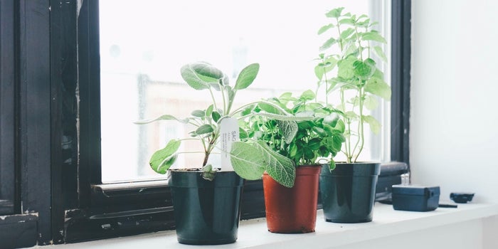 7 Key Maxims of a Mindset Focused on Growth