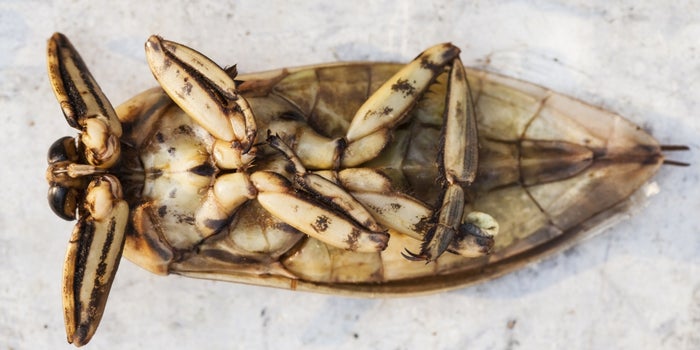 Coming to a Frying Pan Near You: Worm, Fly and Grasshopper Cooking Oils