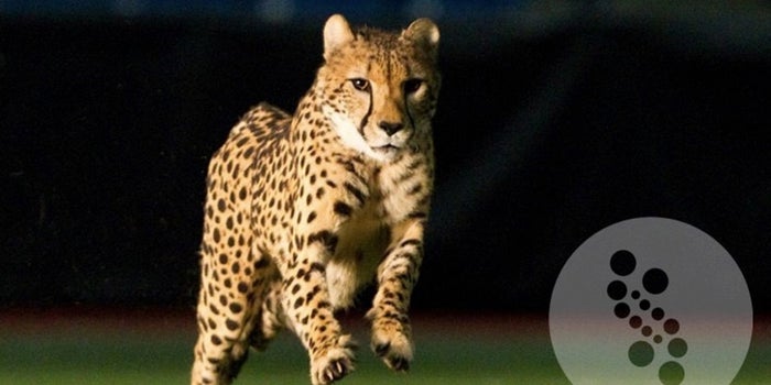 An Algae Serum Is Being Used to Treat Wounded Animals -- And Humans Could Be Next