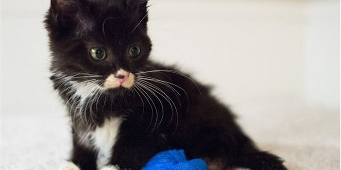 High School Students 3-D Printed a Custom Wheelchair to Help This Resilient Little Kitten