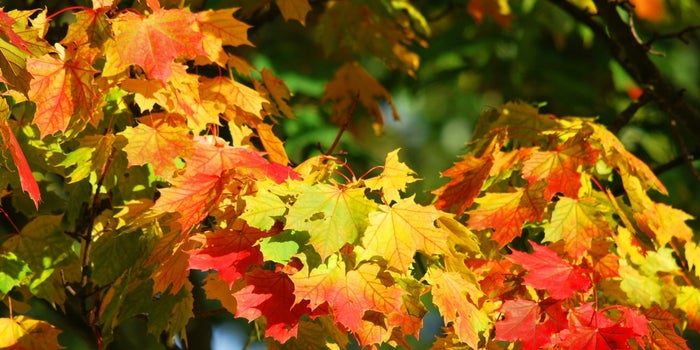 Want a Piece of the Fall Foliage Action? This Company Will Send You 3 Leaves for $19.99.
