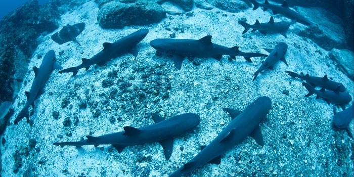 You Can Never Elude the Shark, But You Can Learn to Swim With It