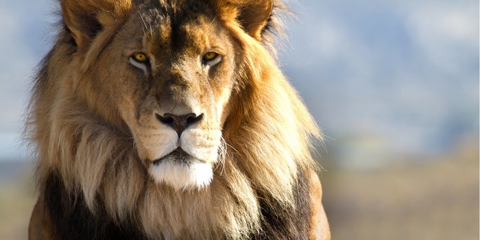 You Want to Be the Lion In the Entrepreneurship Circle of Life
