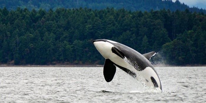 Finding Your Soul While Hunting 'Whales'