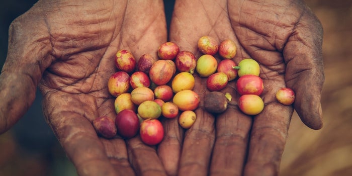 5 Universal Truths About Entrepreneurship Learned From Rwandan Coffee Farmers