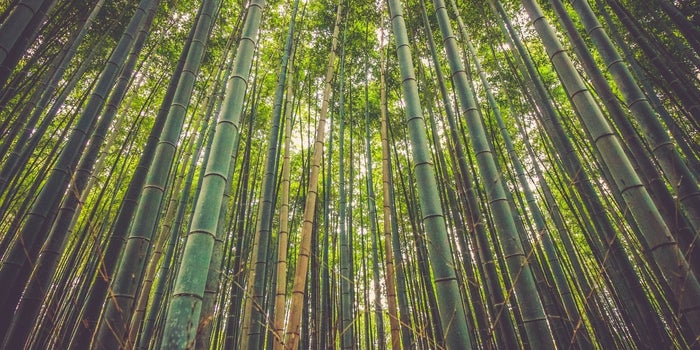 What an entrepreneur can learn from a bamboo tree…