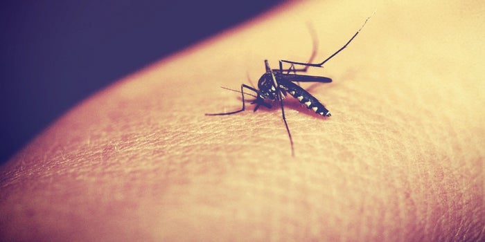 Genetically-Altered Mosquitoes May Be Key to Eradicating Malaria, Study Shows