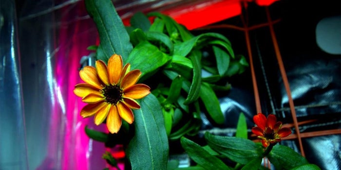 Boldly Growing Where No Flower Has Grown Before