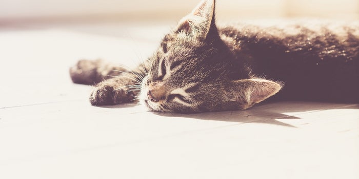 How I Run 3 Multi-Million-Dollar Companies While Getting 9.25 Hours of Sleep a Night