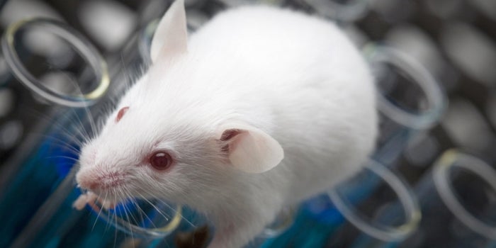 Scientists Extend the Lifespan of Mice by up to 35 Percent
