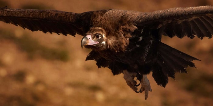 How Culture Vultures Can Kill Your Company's Success