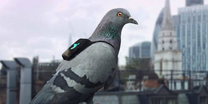 Bird's Eye View: Plume Labs Enlists Feathered Help