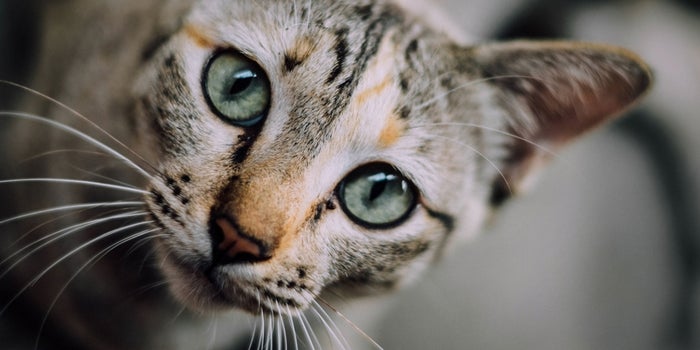 Curiosity Might Have Killed the Cat. But Don't Let It Kill You.