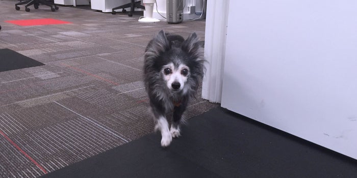 Brain Break: I Took My Dog to Our Newsroom. Here's How My Day Went.