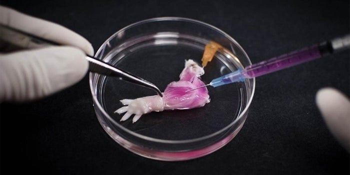How Tiny Lab-Grown Innovations Are Making a Major Impact in Medicine and Industry